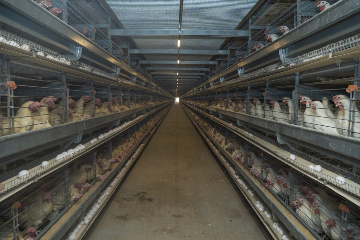 Edun Poultry Farms